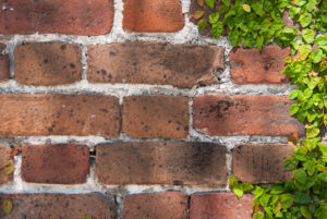 mortar brick color wall vine clinging great choose house preview